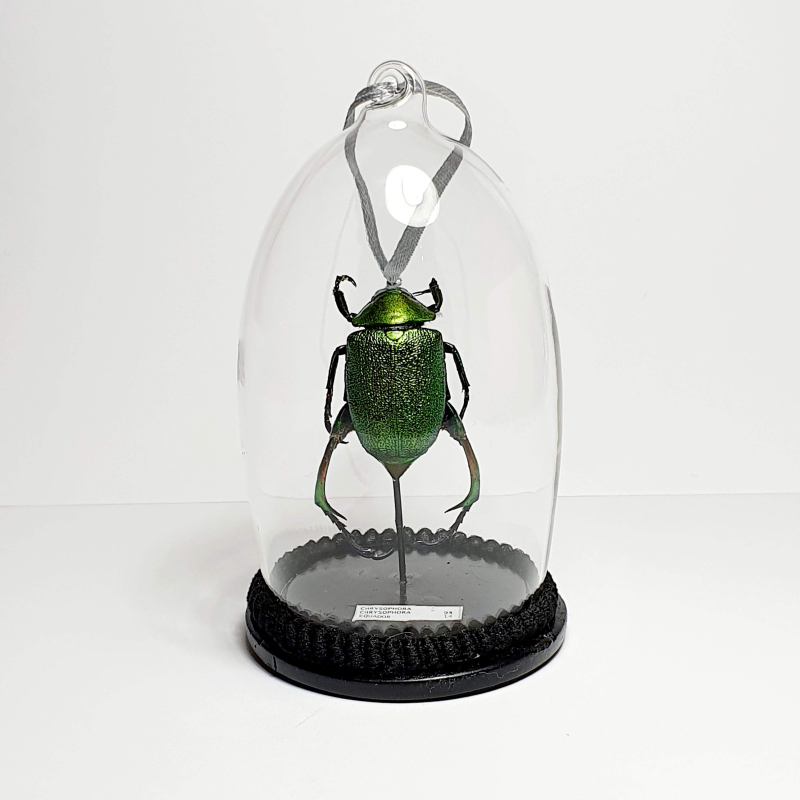 Natuur Historische Decoratie. Bladsprietkever